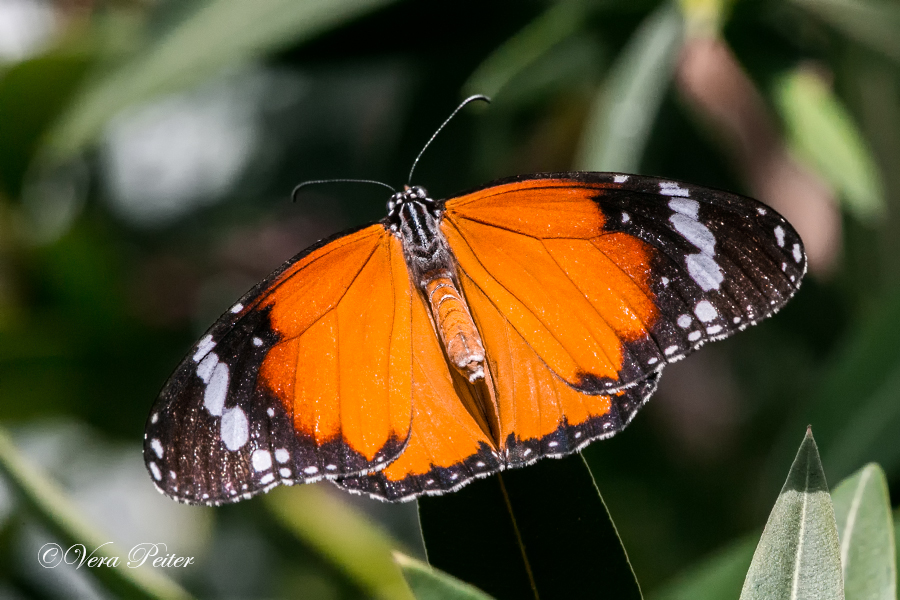 Afrikanischer Monarch