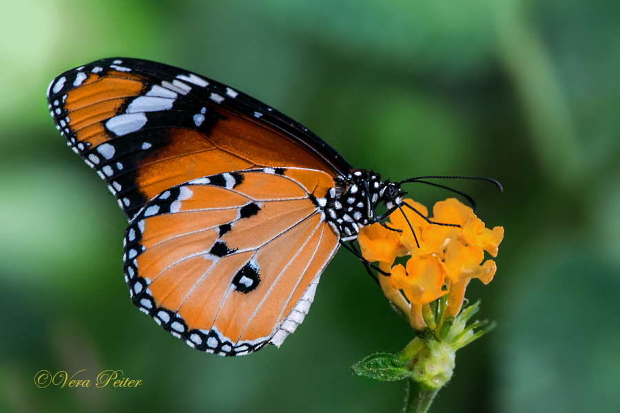 Afrikanischer Monarch