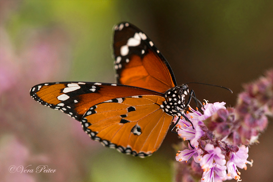 Afrikanischer Monarch