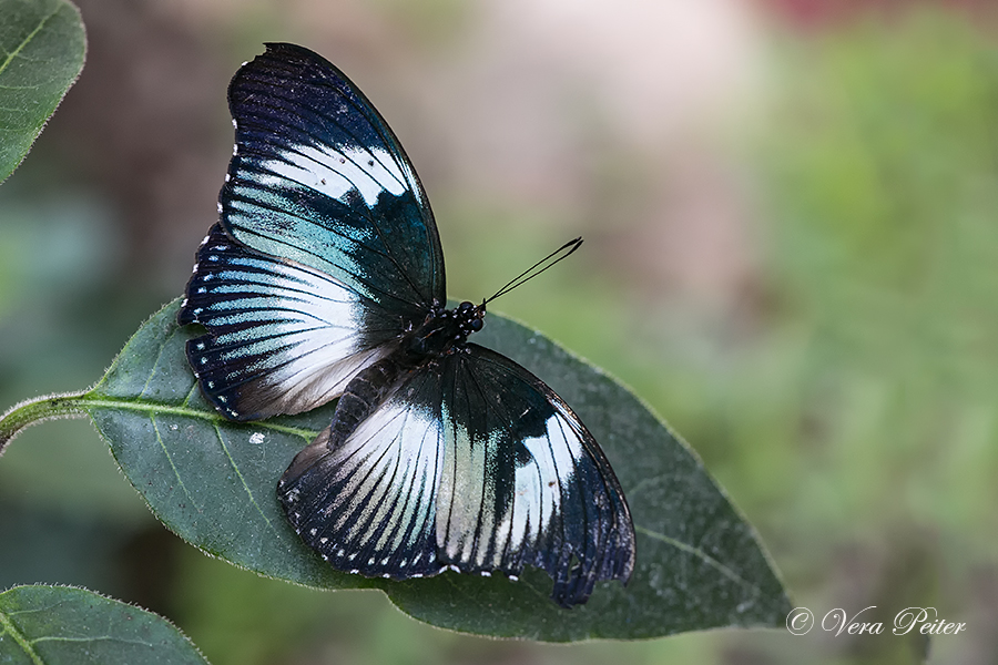 Black-tipped Diadem