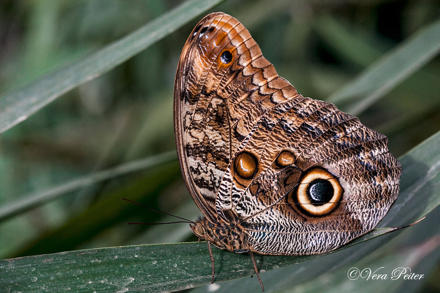 Bananenfalter - Caligo eurilochus