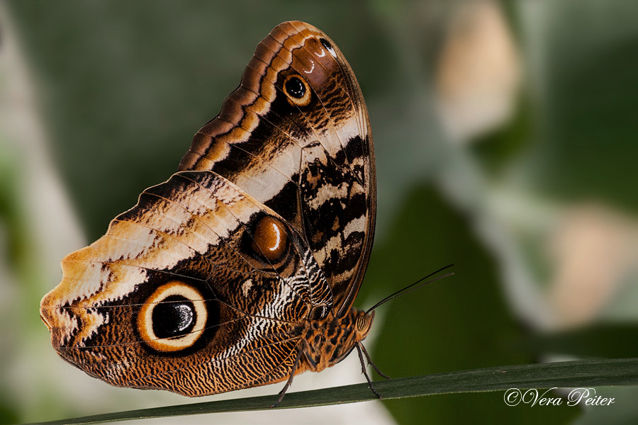 Bananenfalter - Caligo atreus