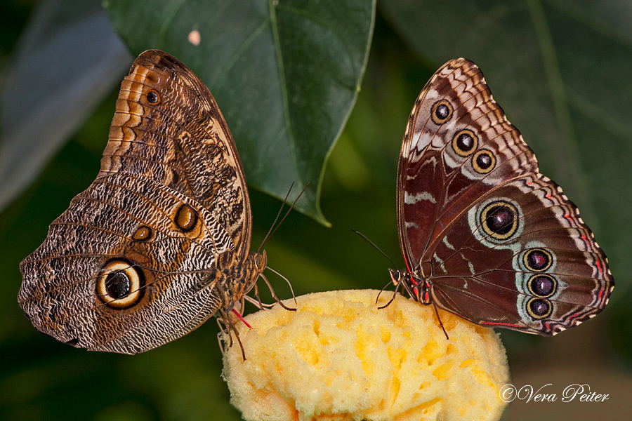 Bananenfalter und Blauer Morpho