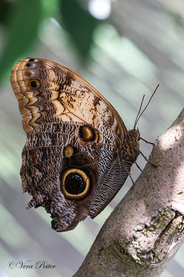 Bananenfalter - Caligo memnon