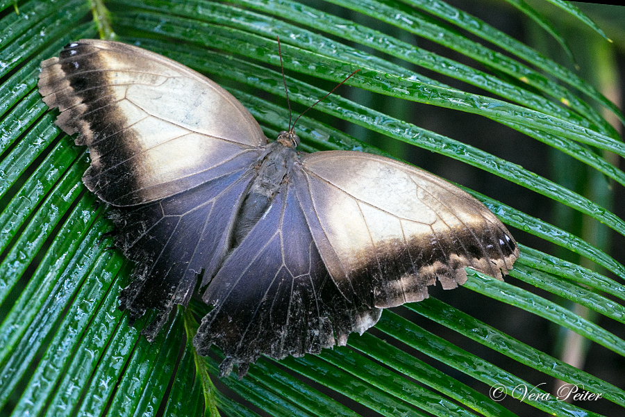 Bananenfalter - Caligo memnon