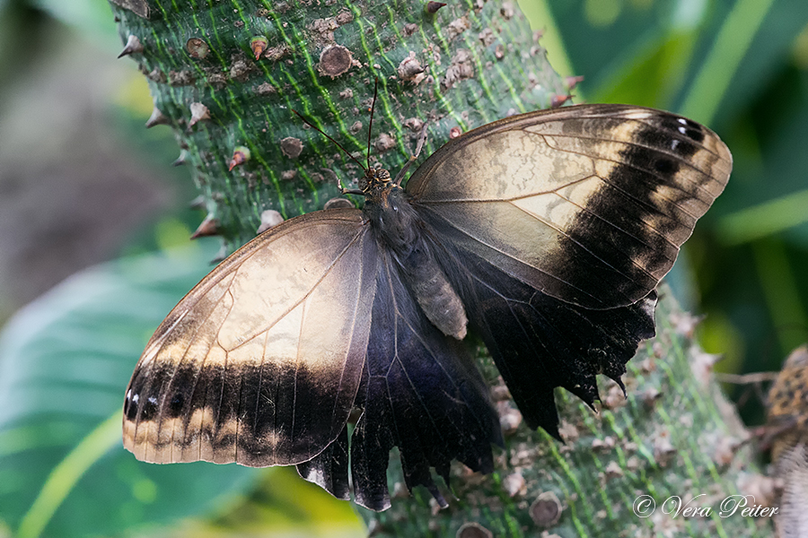 Bananenfalter - Caligo memnon