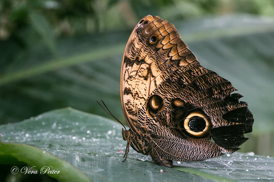 Bananenfalter - Caligo memnon