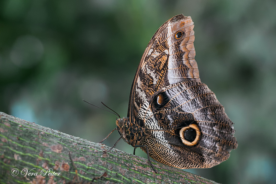 Bananenfalter - Caligo idomeneus