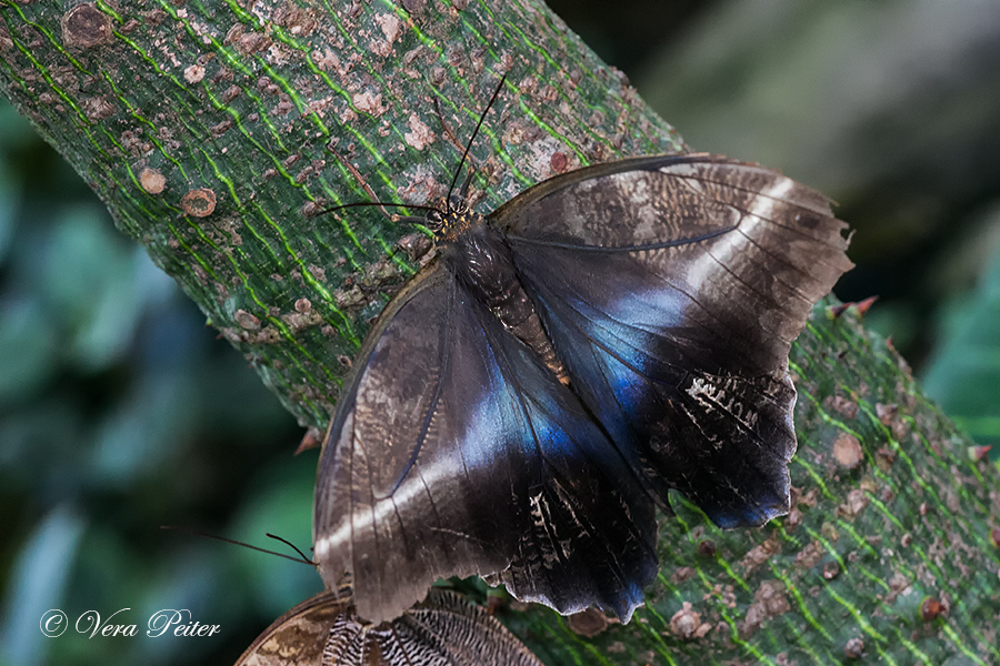 Bananenfalter - Caligo idomeneus