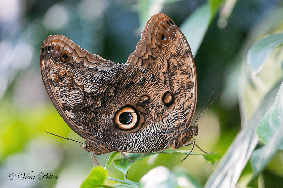 Bananenfalter - Caligo eurilochus