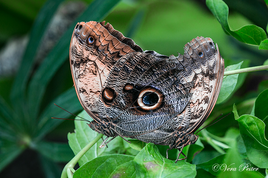 Bananenfalter - Caligo memnon