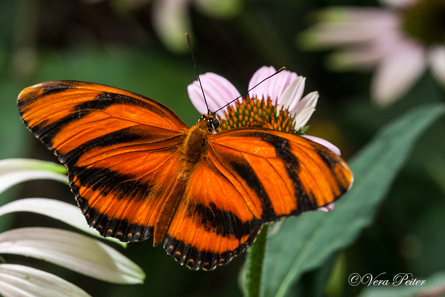 Banded Orange