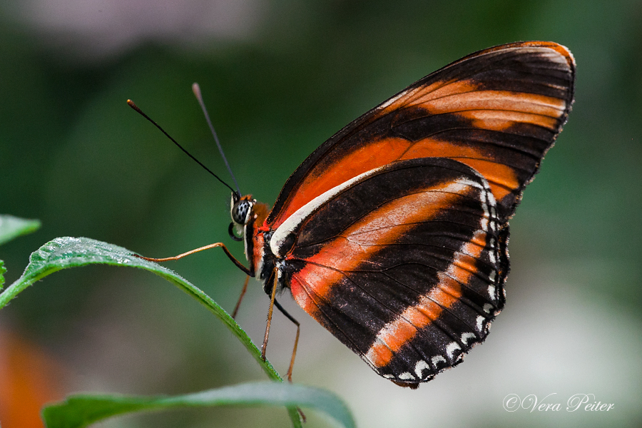 Banded Orange