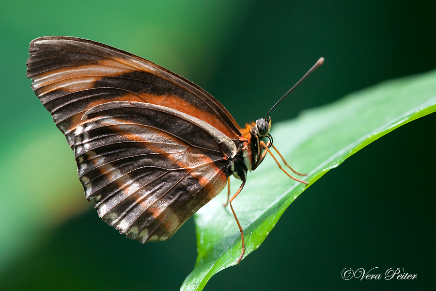 Banded Orange