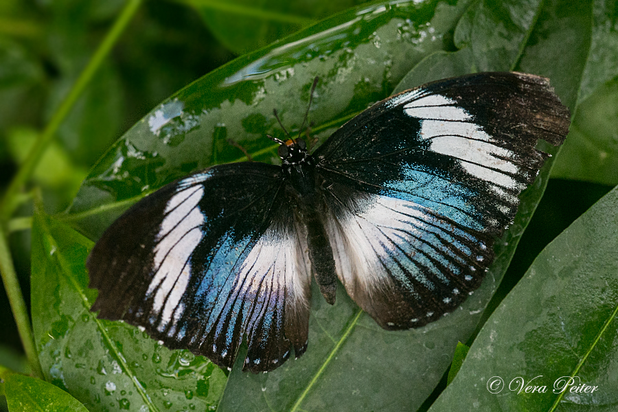 Black-tipped Diadem