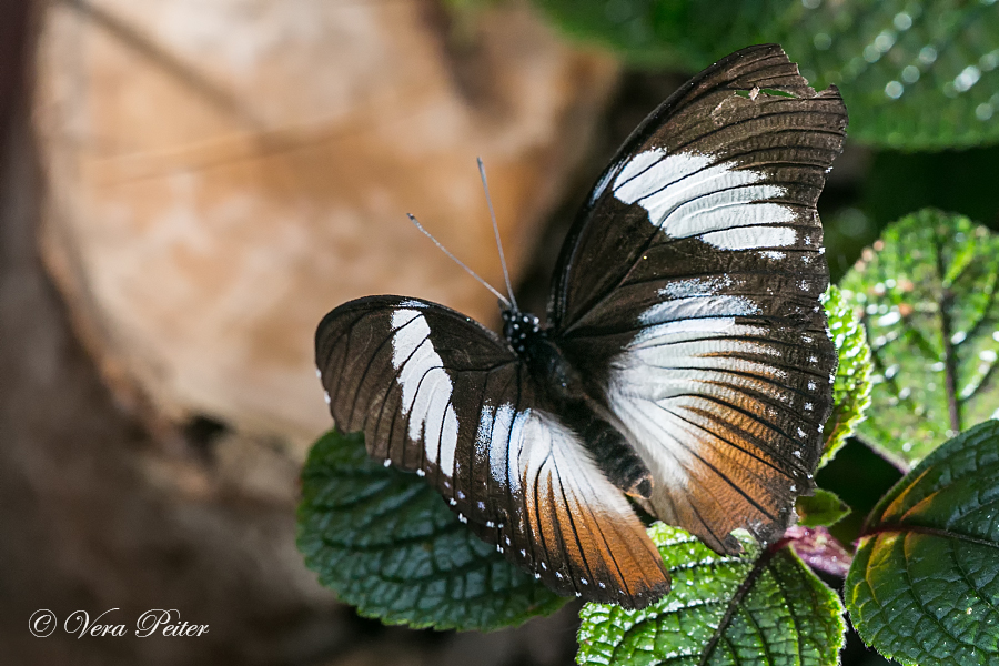 Black-tipped Diadem