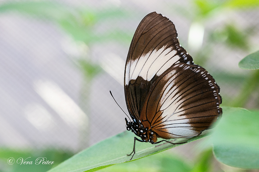 Black-tipped Diadem