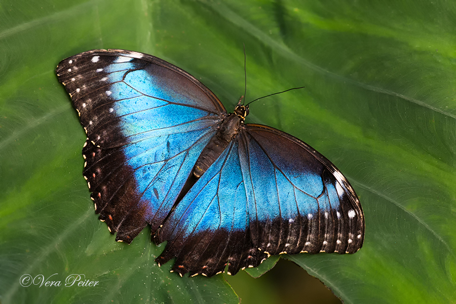 Blauer Morpho