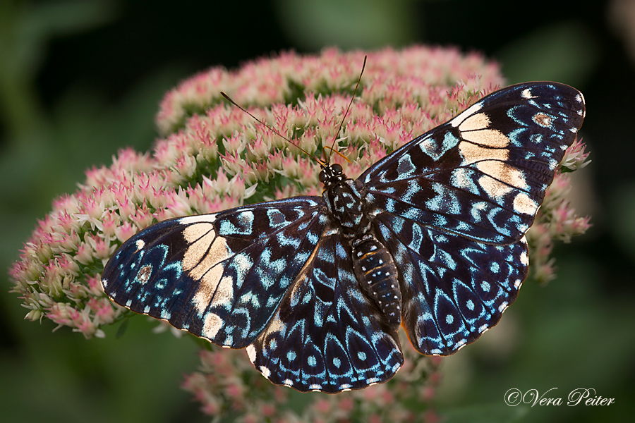 Blauer Mosaikfalter