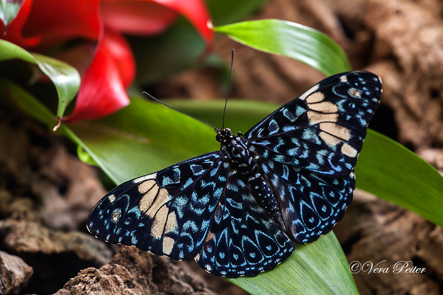 Blauer Mosaikfalter