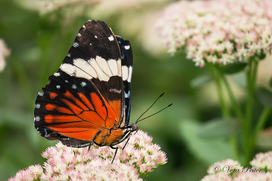 Blauer Mosaikfalter