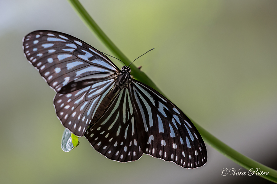 Blue Glassy Tiger