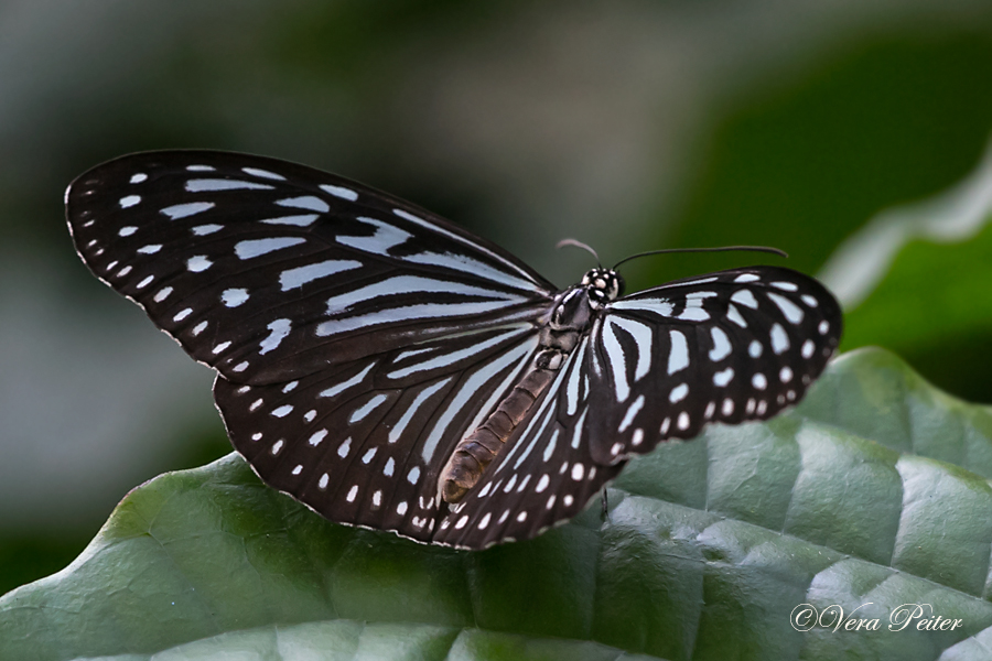 Blue Glassy Tiger