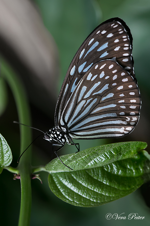 Blue Glassy Tiger