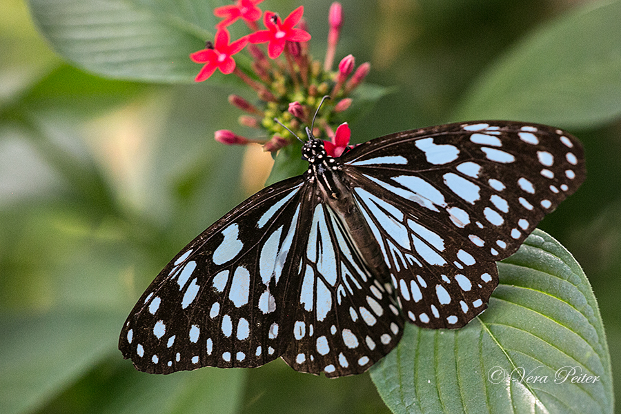 Blue Tiger