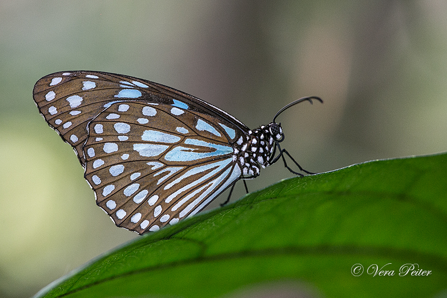 Blue Tiger