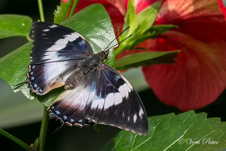Blue-spotted Emperor