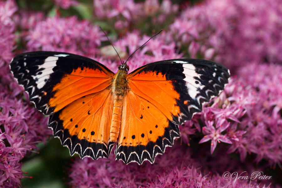 Leopard Lacewing