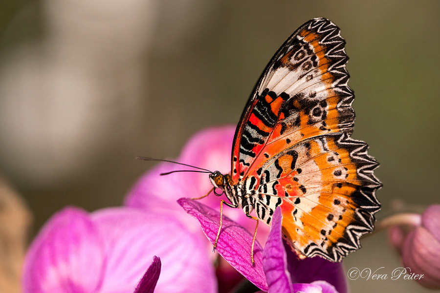 Leopard Lacewing