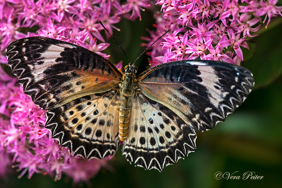 Leopard Lacewing