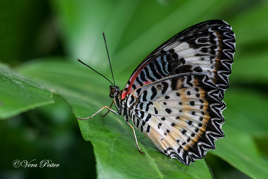 Leopard Lacewing