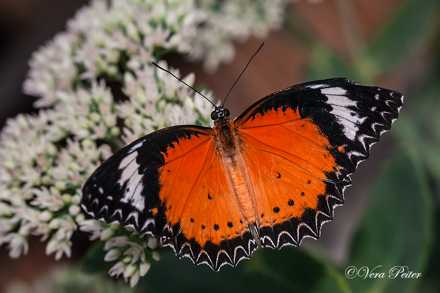 Leopard Lacewing