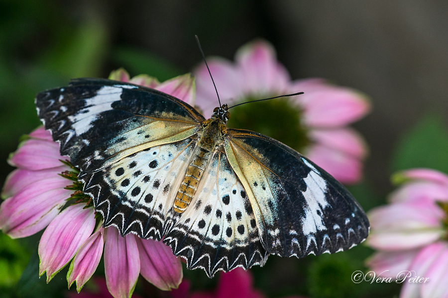 Leopard Lacewing