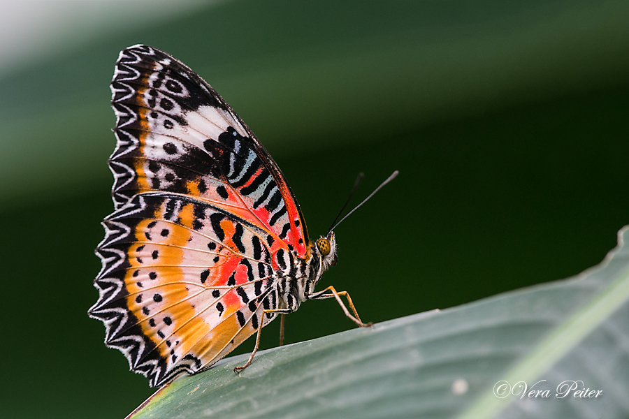 Leopard Lacewing