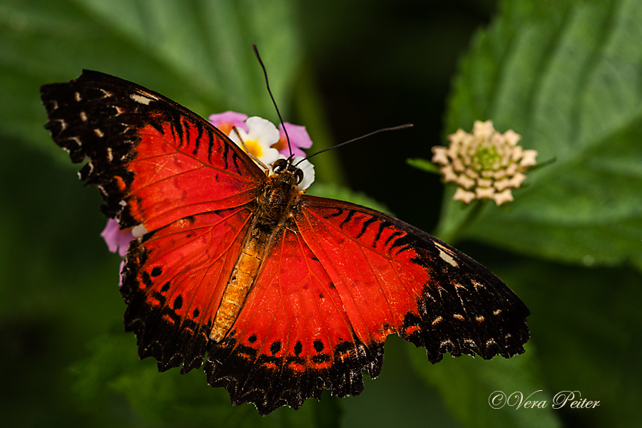 Red Lacewing