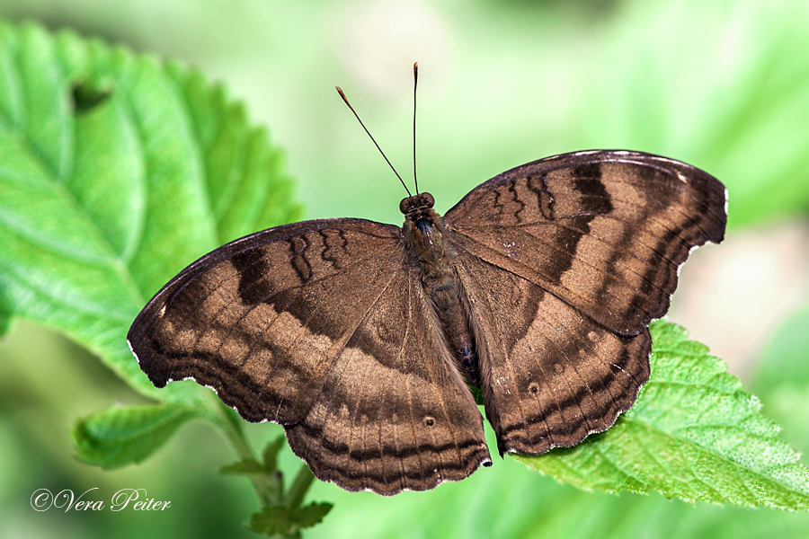 Chocolate Pansy