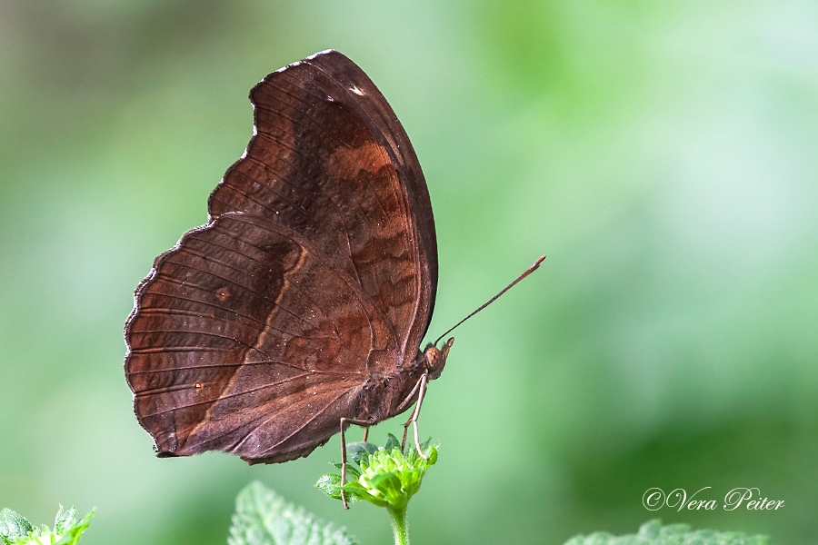 Chocolate Pansy