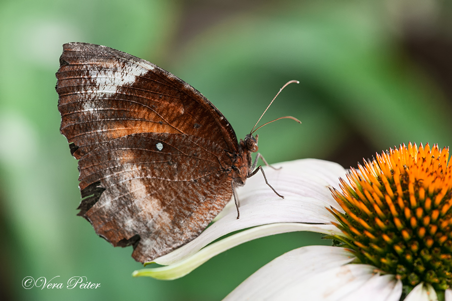 Common Palmfly