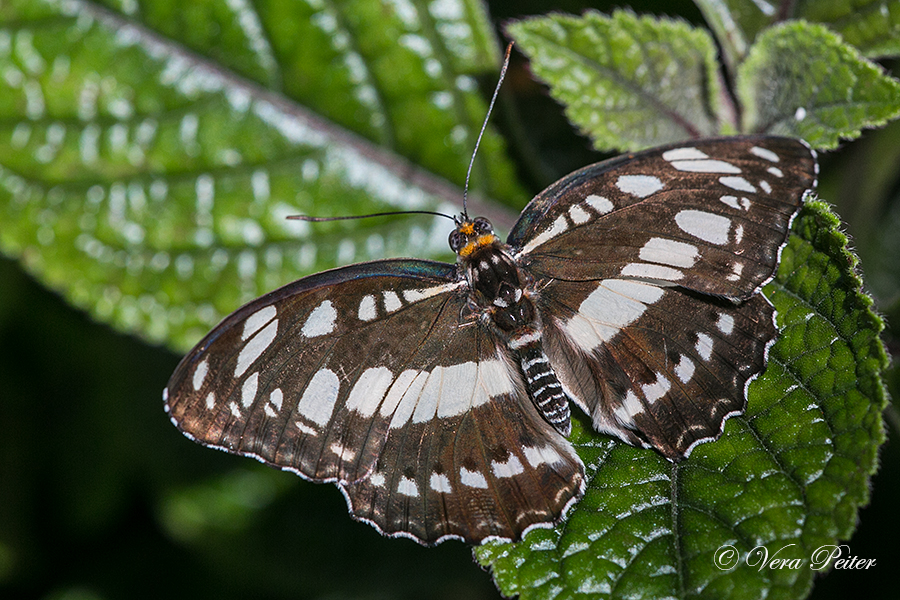 Asiatischer Eisvogel