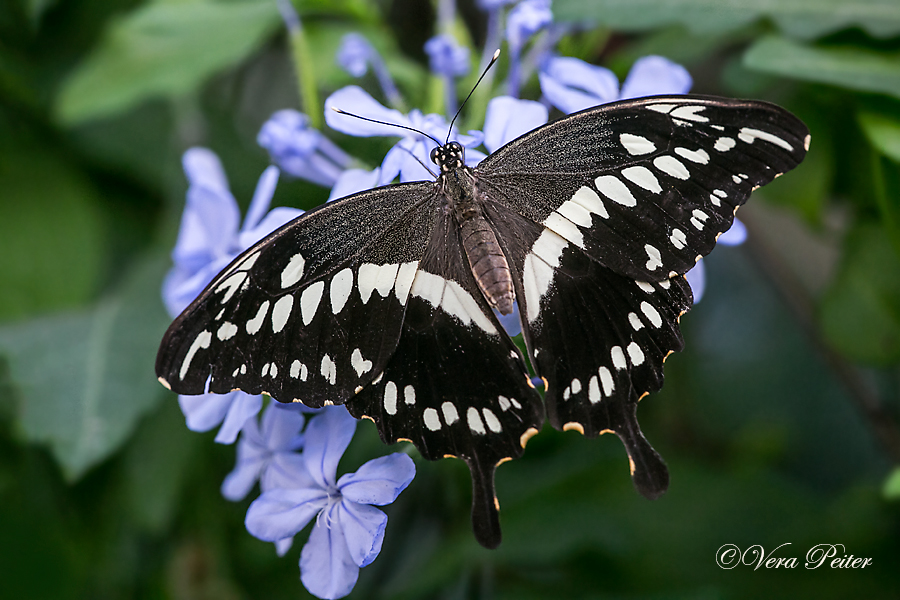 Constantine's Swallowtail