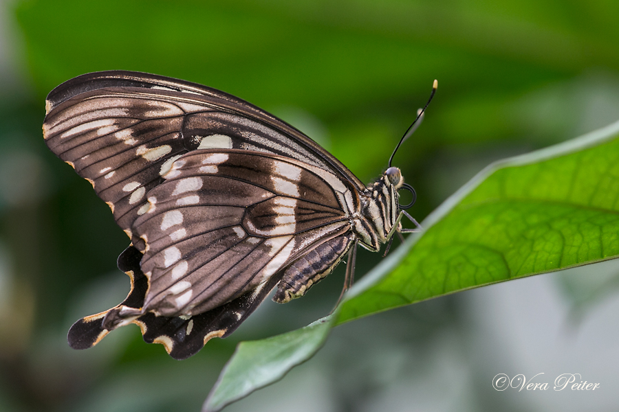 Constantine's Swallowtail