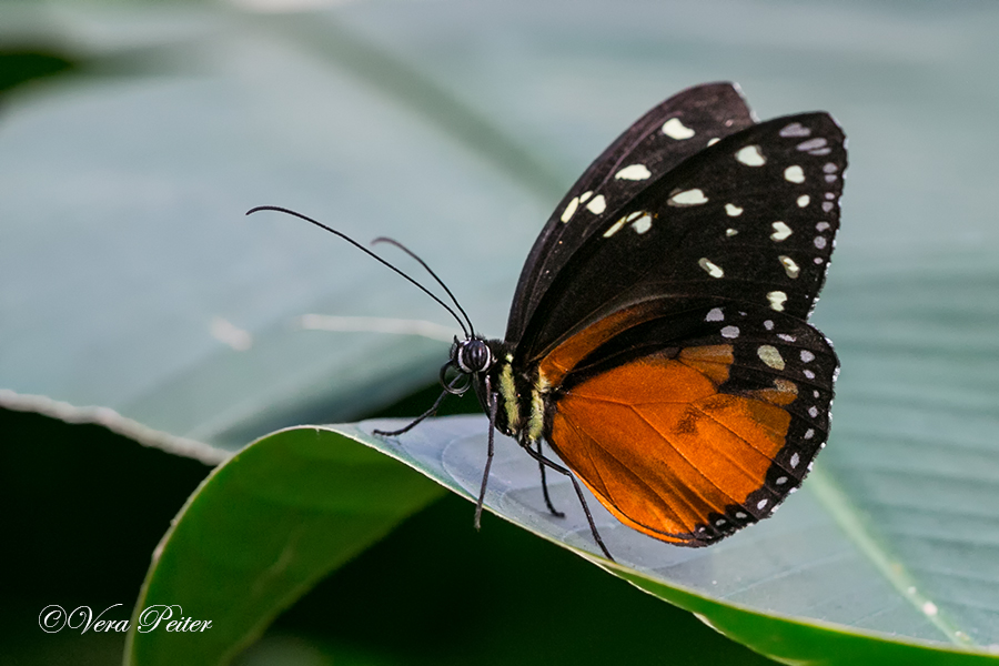 Cream-spotted Tigerwing