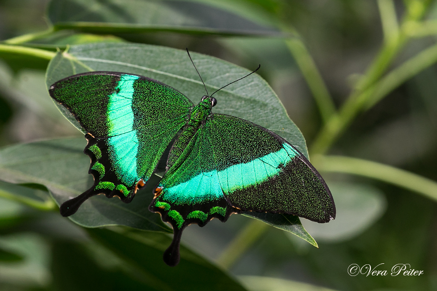 Emerald Swallowtail