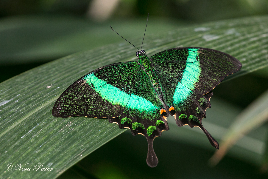 Emerald Swallowtail