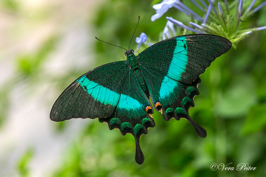 Emerald Swallowtail