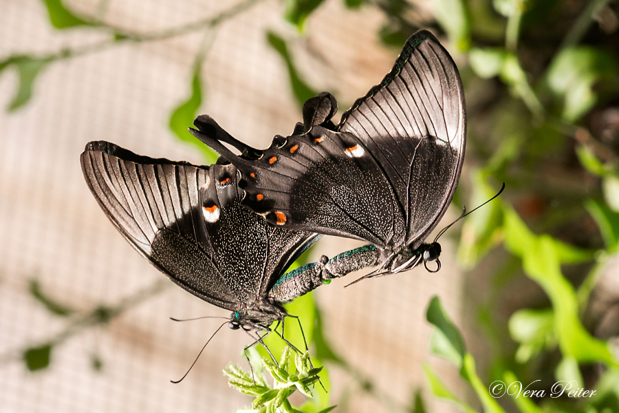 Emerald Swallowtail